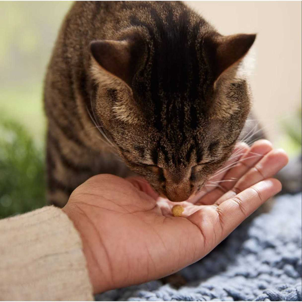Protein Puffs Cat Treats A85800