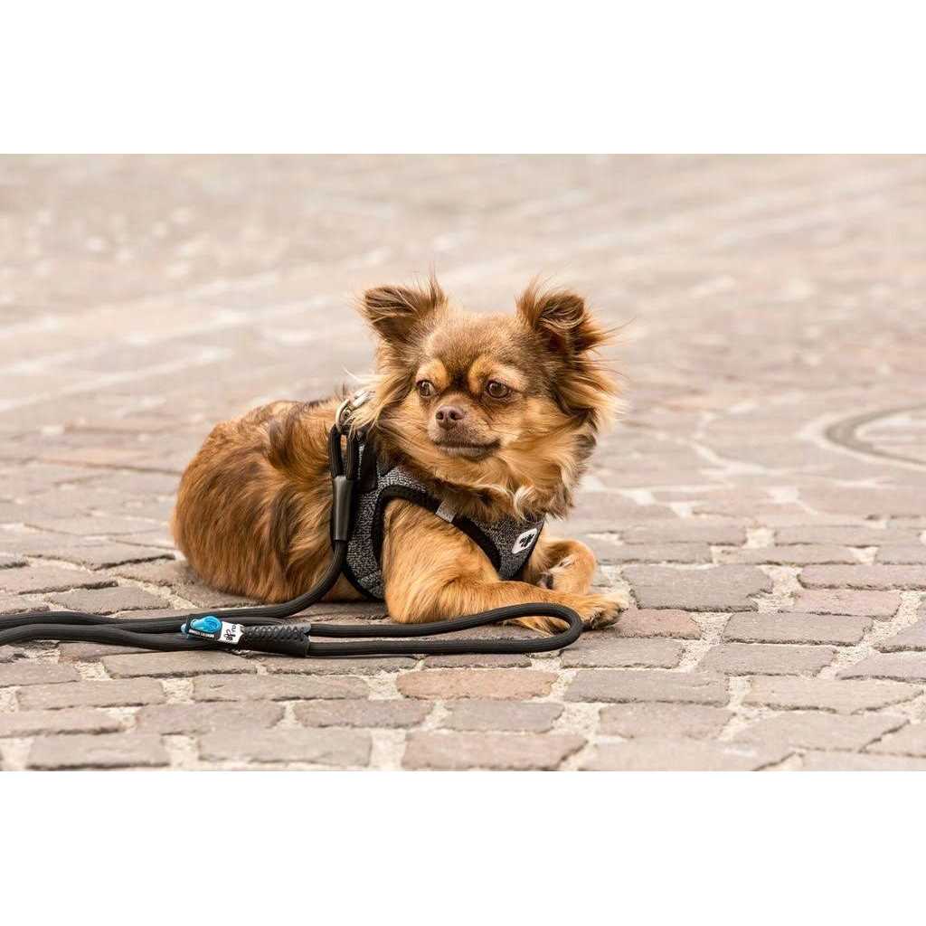 Comfort Leash Y306