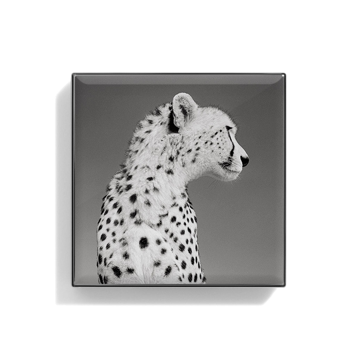 Zebra Luminescent Eye Shade E703