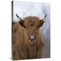 Cattle Art Print K685692