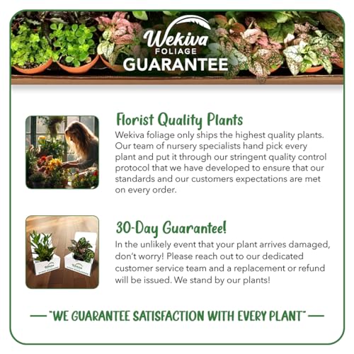 4 Live Starter Plants in 2 Inch Growers Pots G71116