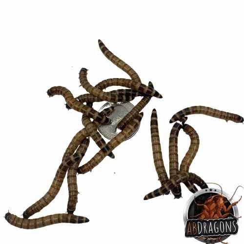 Dubia Small Roach Hornworm & Superworm Live Feeder Combo Reptile Food X4846