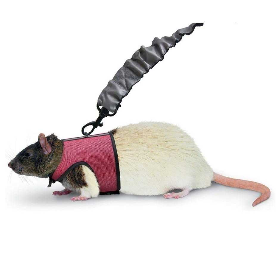 Comfort Harness Stretchy Leash G146645
