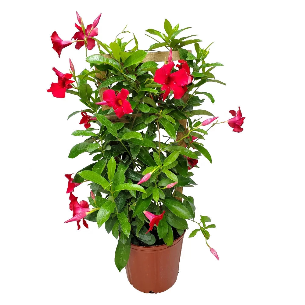 36" Giant Red Mandevilla Vine Plant on a Starter Trellis W113014
