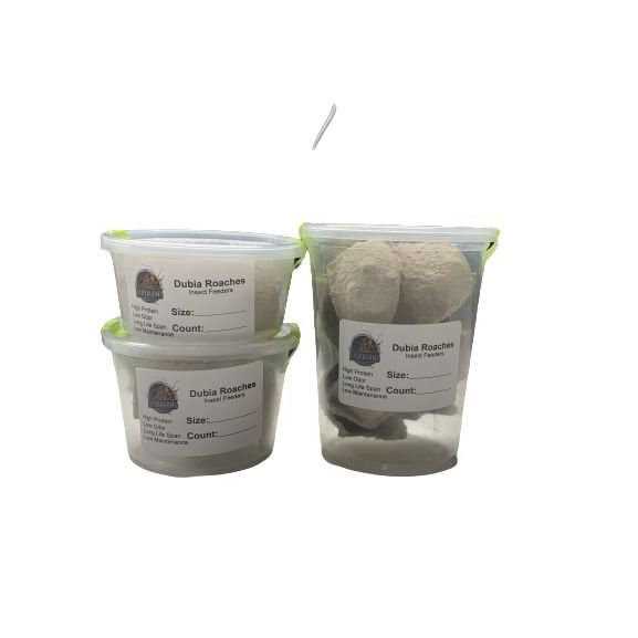 Dubia Small Roach Hornworm & Superworm Live Feeder Combo Reptile Food X4846