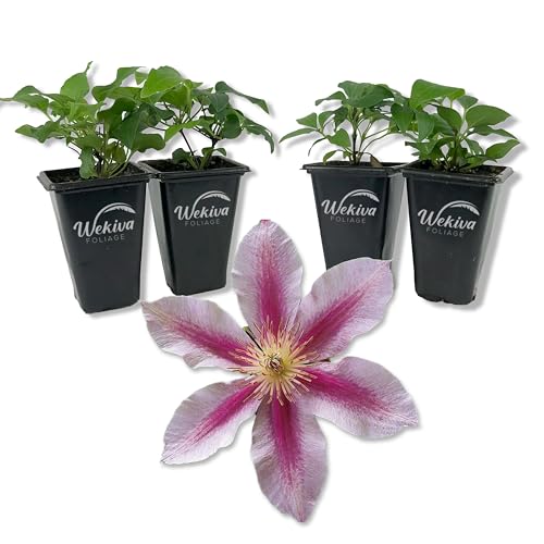4 Live Starter Plants in 2 Inch Growers Pots G71116