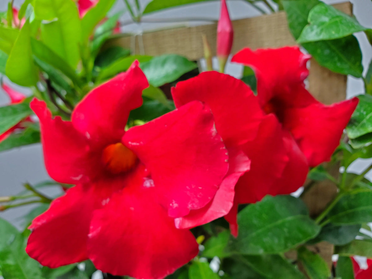 36" Giant Red Mandevilla Vine Plant on a Starter Trellis W113014