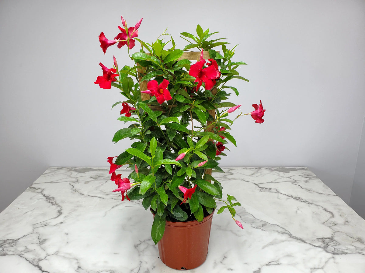 36" Giant Red Mandevilla Vine Plant on a Starter Trellis W113014