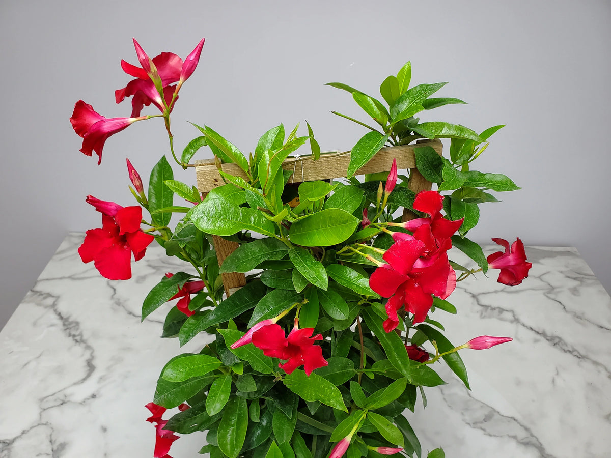 36" Giant Red Mandevilla Vine Plant on a Starter Trellis W113014