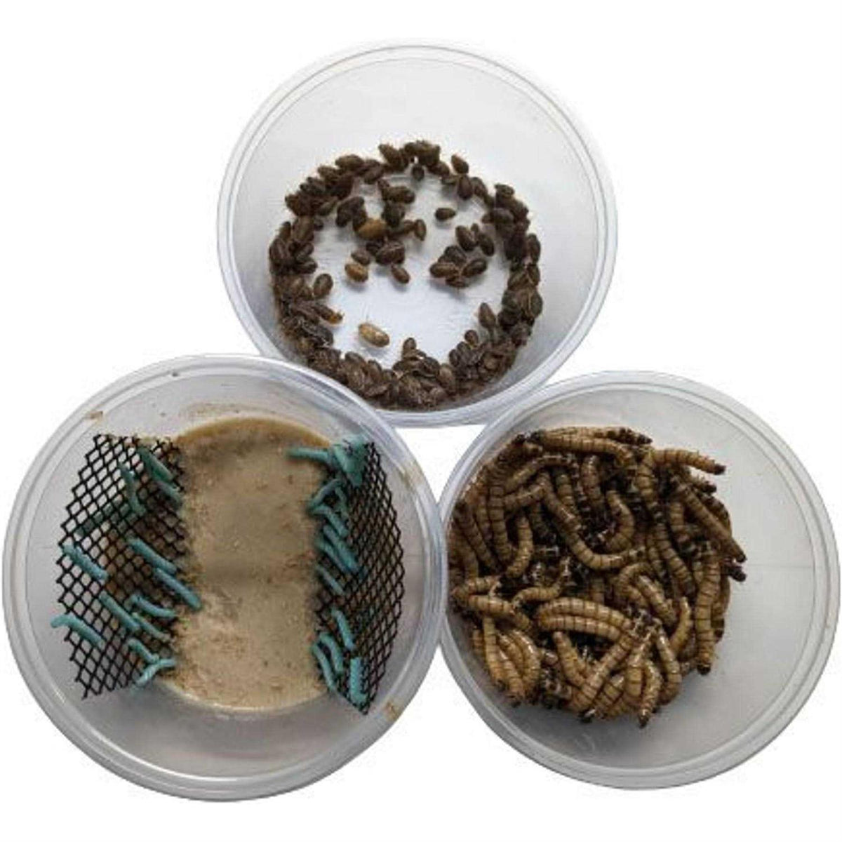 Dubia Small Roach Hornworm & Superworm Live Feeder Combo Reptile Food X4846
