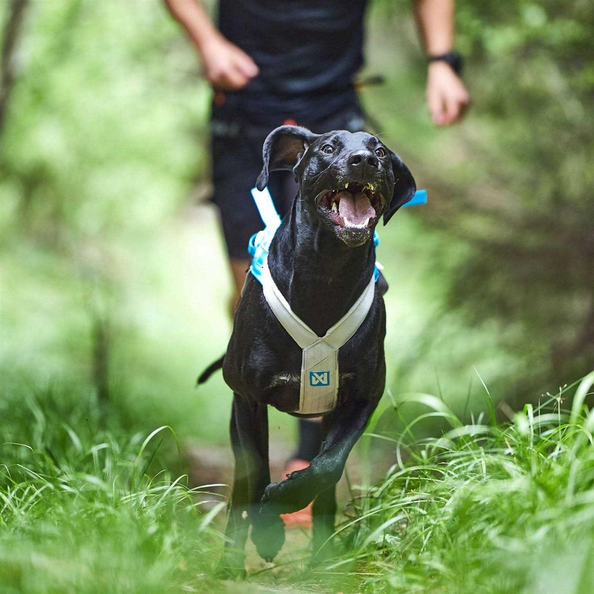 Dogwear Freemotion Harness 5.0 C71052